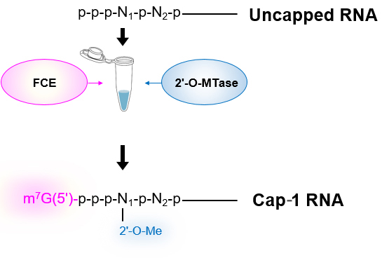 Uncapped RNA（5’-triphosphate RNA）からCap-1 RNAの調製