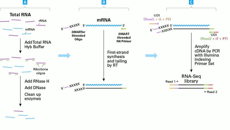 SMART-Seq Total RNA High Input (RiboGone Mammalian)を用いたライブラリー調製の概要