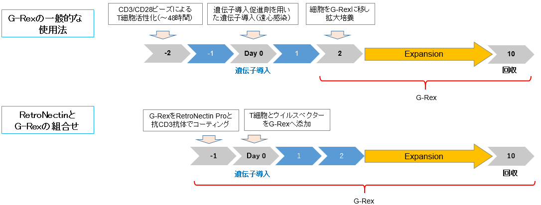 G-Rex 24 well plateでの遺伝子導入と拡大培養のフロー