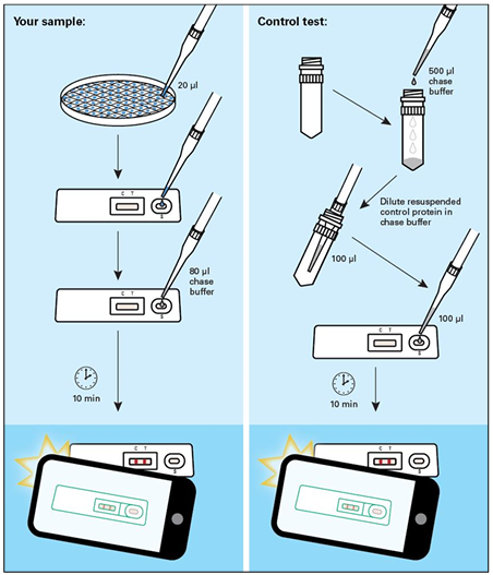 BacPAK Baculovirus GoStix Plusの操作手順