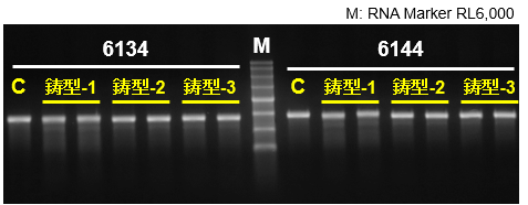 phi29 DNA Polymeraseを用いて作製したIVT鋳型のmRNA