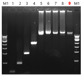 PrimeSTAR LongSeq DNA Polymerase電気泳動像