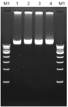 PrimeSTAR LongSeq DNA Polymerase電気泳動像