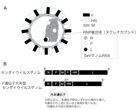 センダイウイルス粒子とゲノムの構造