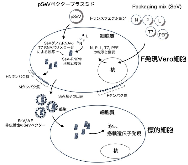 SeV Packaging MixとF発現Vero細胞を用いたSeVベクターの産生と感染