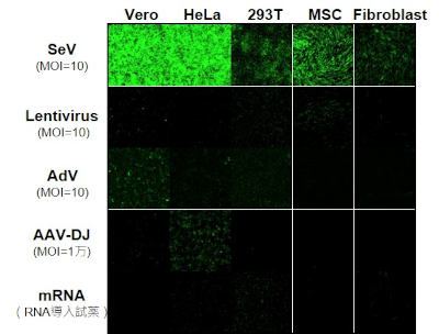 SeVは他のベクターに比べて遺伝子発現能力が高い