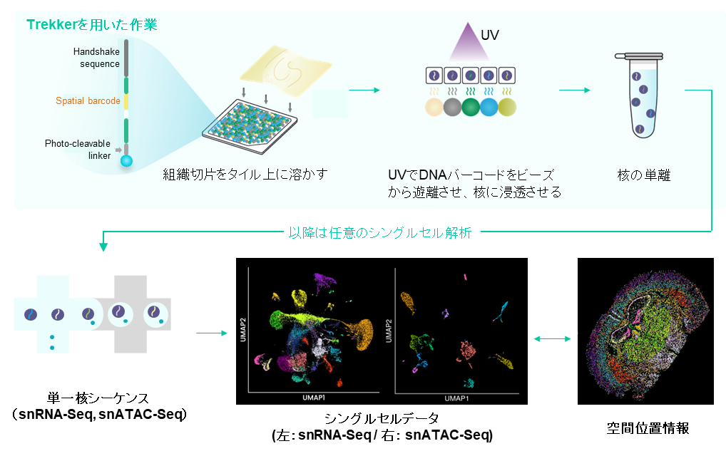 解析操作フロー図