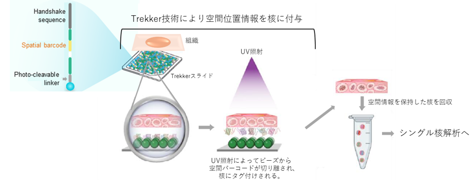 Trekker原理
