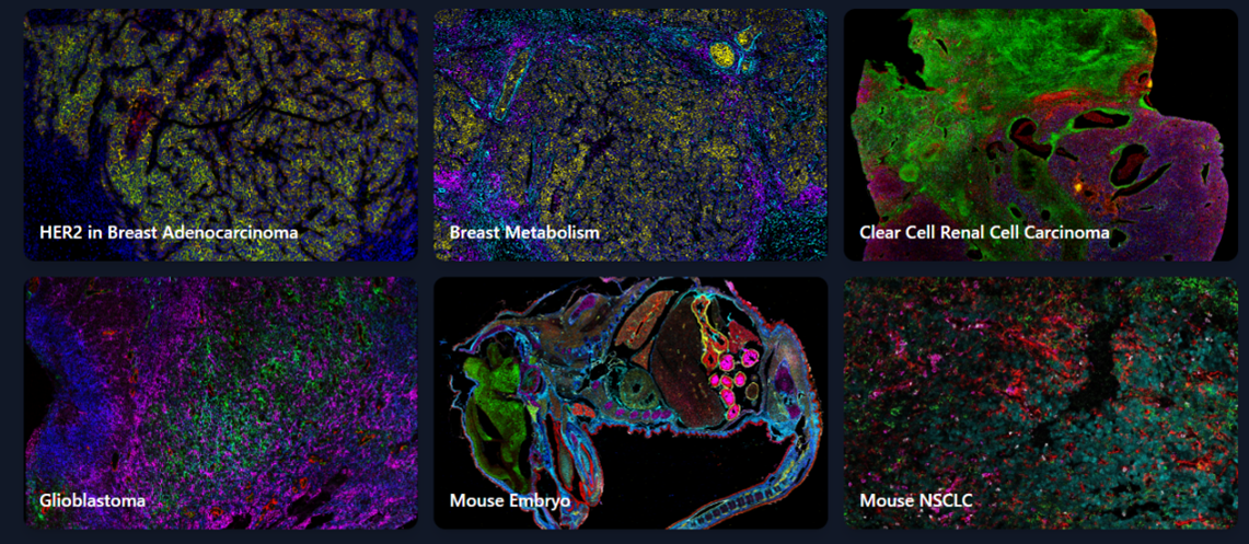 Hyperion取得画像例（Breast Adenocarcinoma, Glioblastoma, Mouse Embryoなど）