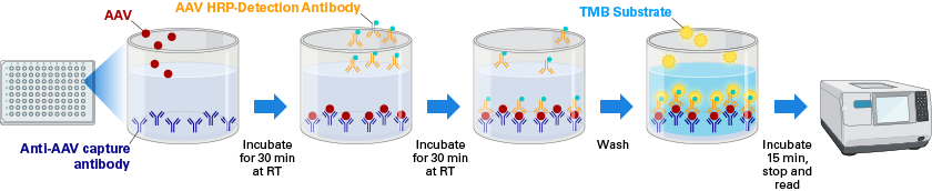 AAV Rapid Titer ELISA Kit (Single Wash)のワークフロー