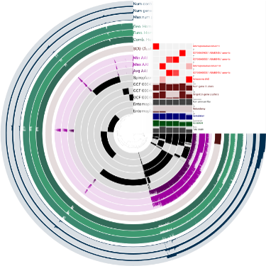 pangenome解析図