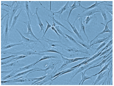 ヒト毛乳頭細胞(HFDPC)