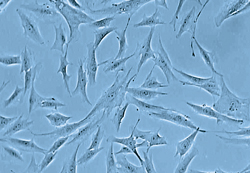 ヒト皮膚線維芽細胞(NHDF)