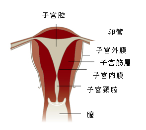 子宮の模式図