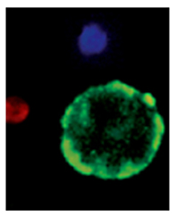 Apoptotic Necrotic Cell Detection Kits タカラバイオ株式会社