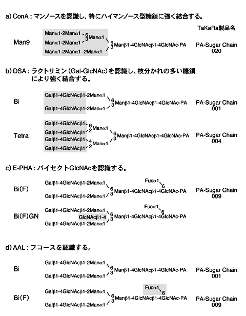 ピリジルアミノ化糖鎖とレクチンの相互作用の解析 Application タカラバイオ株式会社