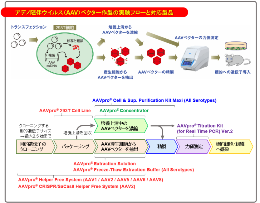 アデノ随伴ウイルス（AAV）ベクターによる遺伝子導入 Q＆A：Q&A ...