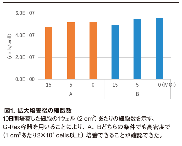 図1. 拡大培養後の細胞数