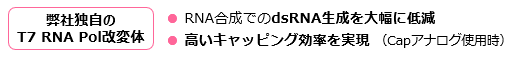 弊社独自のT7 RNA Pol改変体