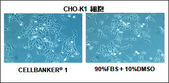 CHO-K1細胞の様子