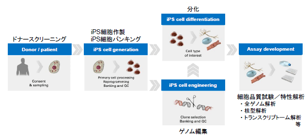 Ips ヒトes Hes 細胞作製 分化 タカラバイオ株式会社