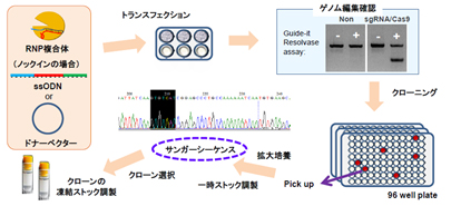 Ips ヒトes Hes 細胞作製 分化 タカラバイオ株式会社