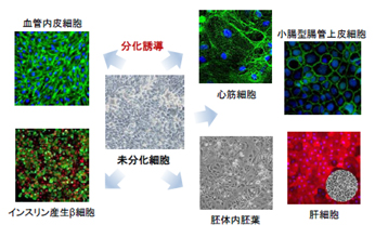 iPS/ヒトES(hES)細胞作製・分化｜タカラバイオ株式会社