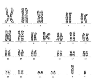 染色体解析 タカラバイオ株式会社