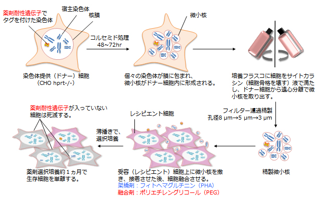 人工染色体ベクターによる安定発現細胞株作製 タカラバイオ株式会社