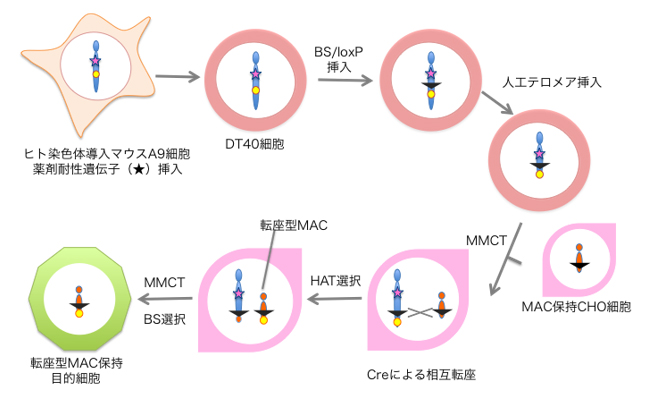 人工染色体ベクターによる安定発現細胞株作製 タカラバイオ株式会社