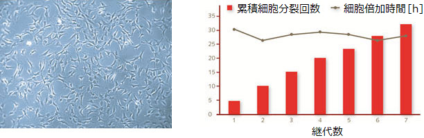 間葉系幹細胞増殖培地XFで培養したヒト骨髄由来間葉系幹細胞（左）と細胞増殖の様子（右）