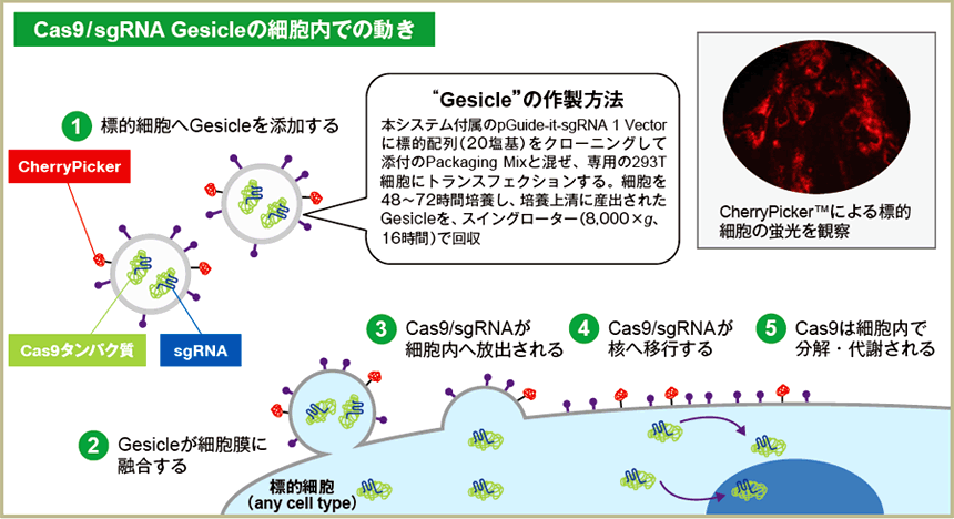 Cas9/sgRNA Gesicleの細胞内での動き