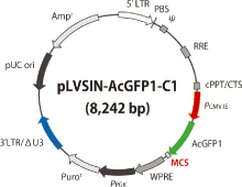 pLVSIN-AcGFP1 Vector