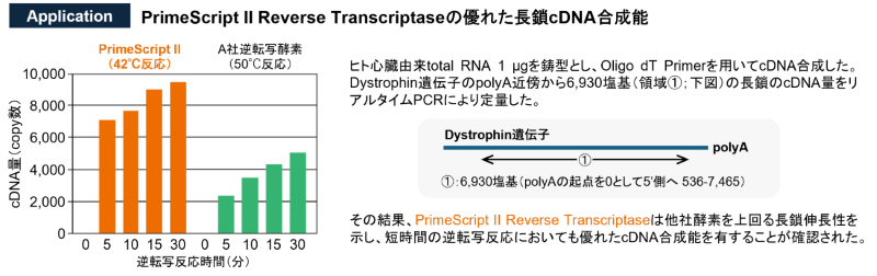 PrimeScript II Reverse Transcriptaseの優れた長鎖cDNA合成能