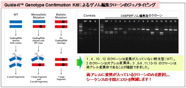 Guide-it Genotype Confirmation Kitによるゲノム編集クローンのジェノタイピング