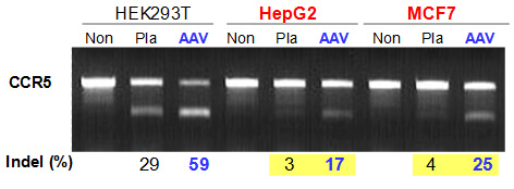 AAVpro CRISPR/Cas9 Systemを用いた異なる細胞種でのゲノム編集効率