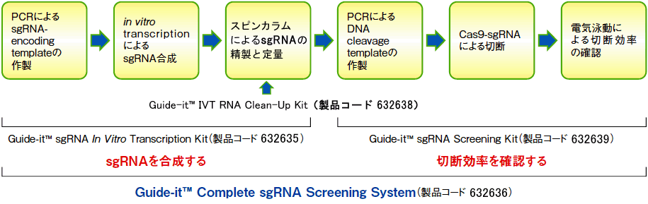 Guide-it Complete sgRNA Screening Systemのフローおよびキット構成