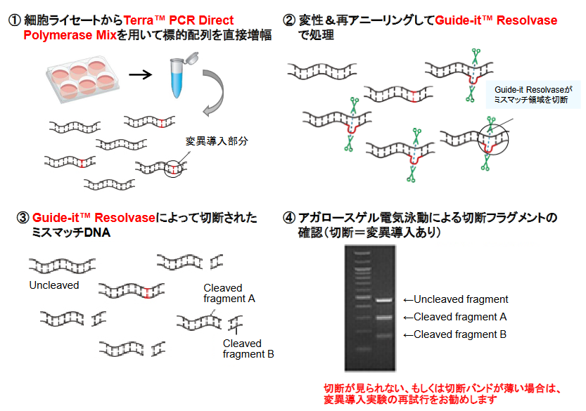 Guide-it Mutation Detection Kitの操作フロー