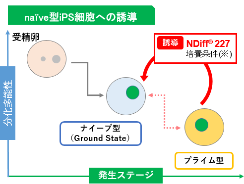 ナイーブ型iPS細胞への誘導