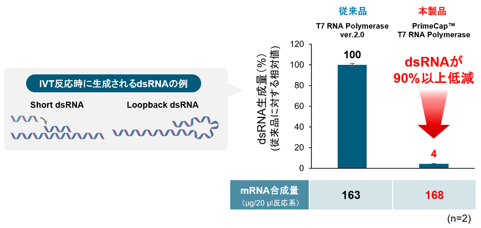 IVT反応時に生成されるdsRNAの例