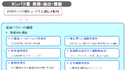 タンパク質　発現・抽出・精製フローチャート