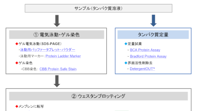 タンパク質　定量・電気泳動・ウェスタンブロッティングフローチャート