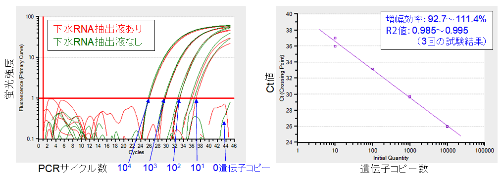蛍光強度とPCRサイクル数のグラフとCt値と遺伝子コピー数のグラフ