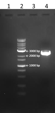 真核無細胞翻訳の鋳型DNA調製（3rd PCR）