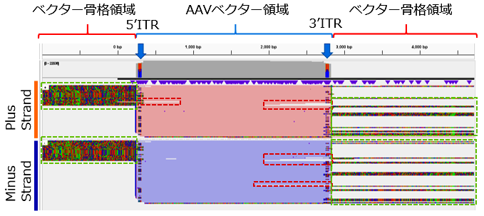 AAV_QC_AAV1のIGV図