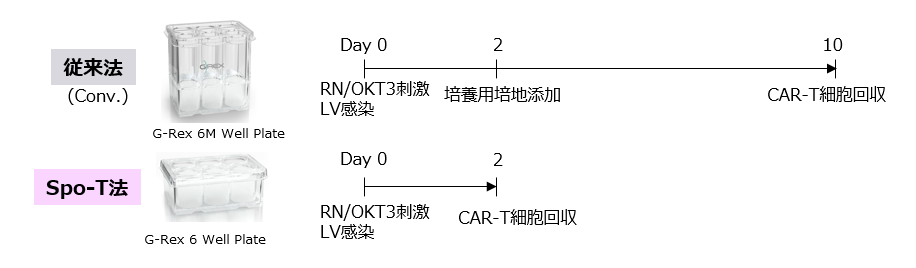 従来法またはSpo-T法でCAR-T細胞を培養したときの性能比較