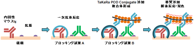 TaKaRa POD Conjugate Set Anti-Mouse, For Mouse Tissueの反応