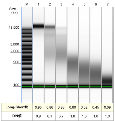 異なるサイズの断片化DNAサンプルを用いたqPCRデータによる品質評価