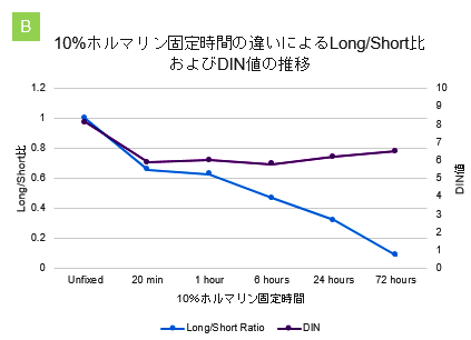 結果（B）10%ホルマリン固定時間の違いによるLong/Short比およびDIN値の推移