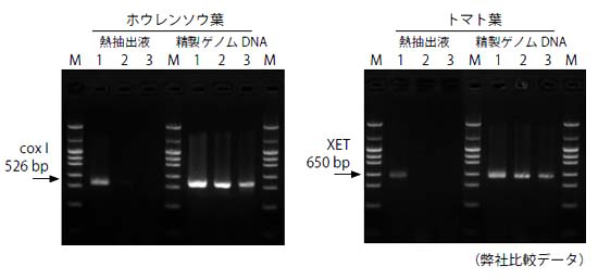 クルードサンプルでの増幅例2 植物葉の熱抽出液 Application タカラバイオ株式会社